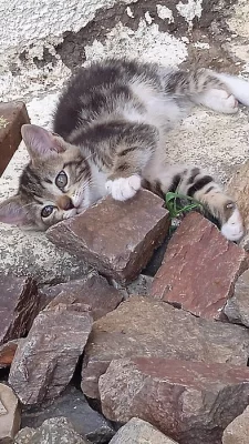 Daruji koťata do dobrých rukou